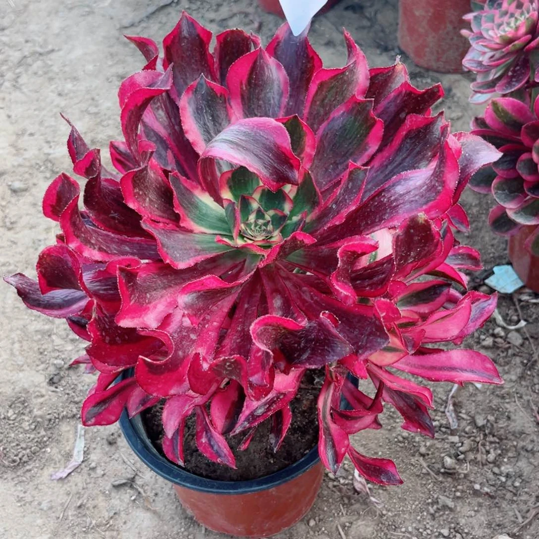 904魅影手捧花多肉植物