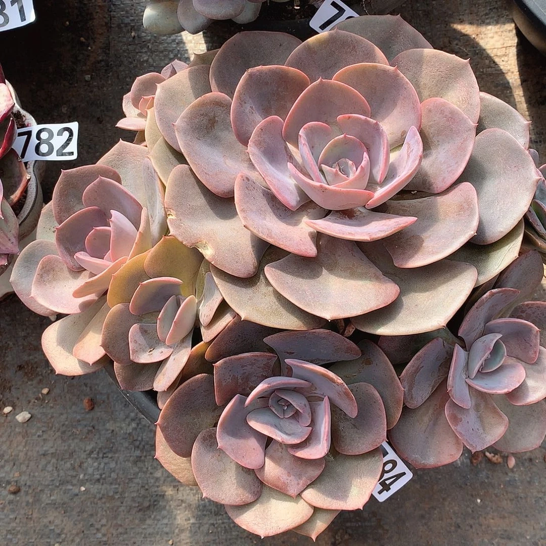 784尘埃玫瑰 一物一拍多肉