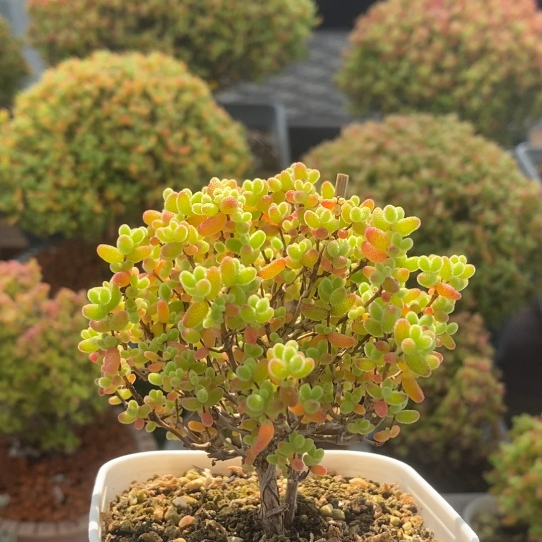 蜜橘糖球2316枝干番杏