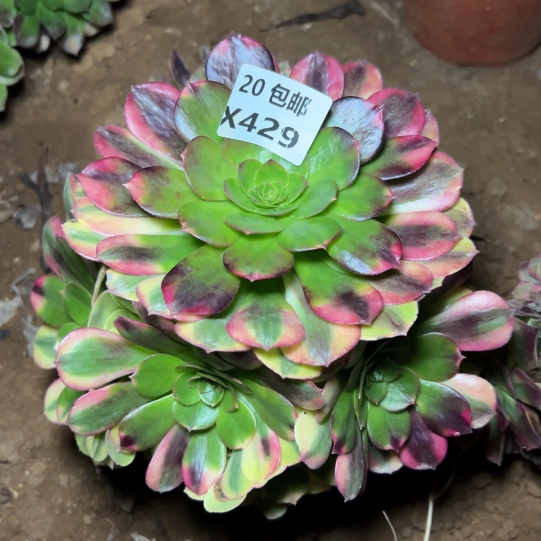 429雨荷，满20包邮嘟叮熊