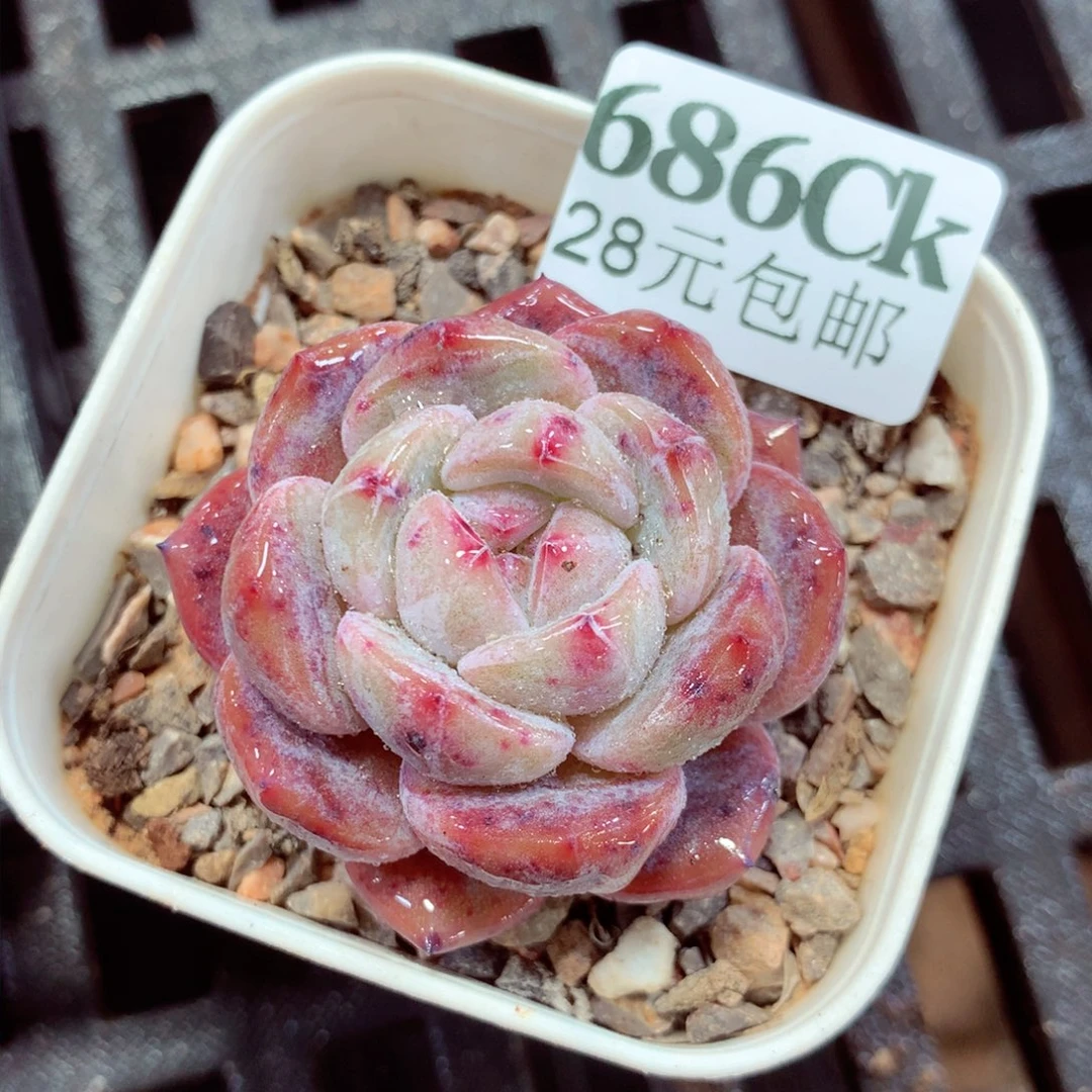 5厘米盆精控多肉686