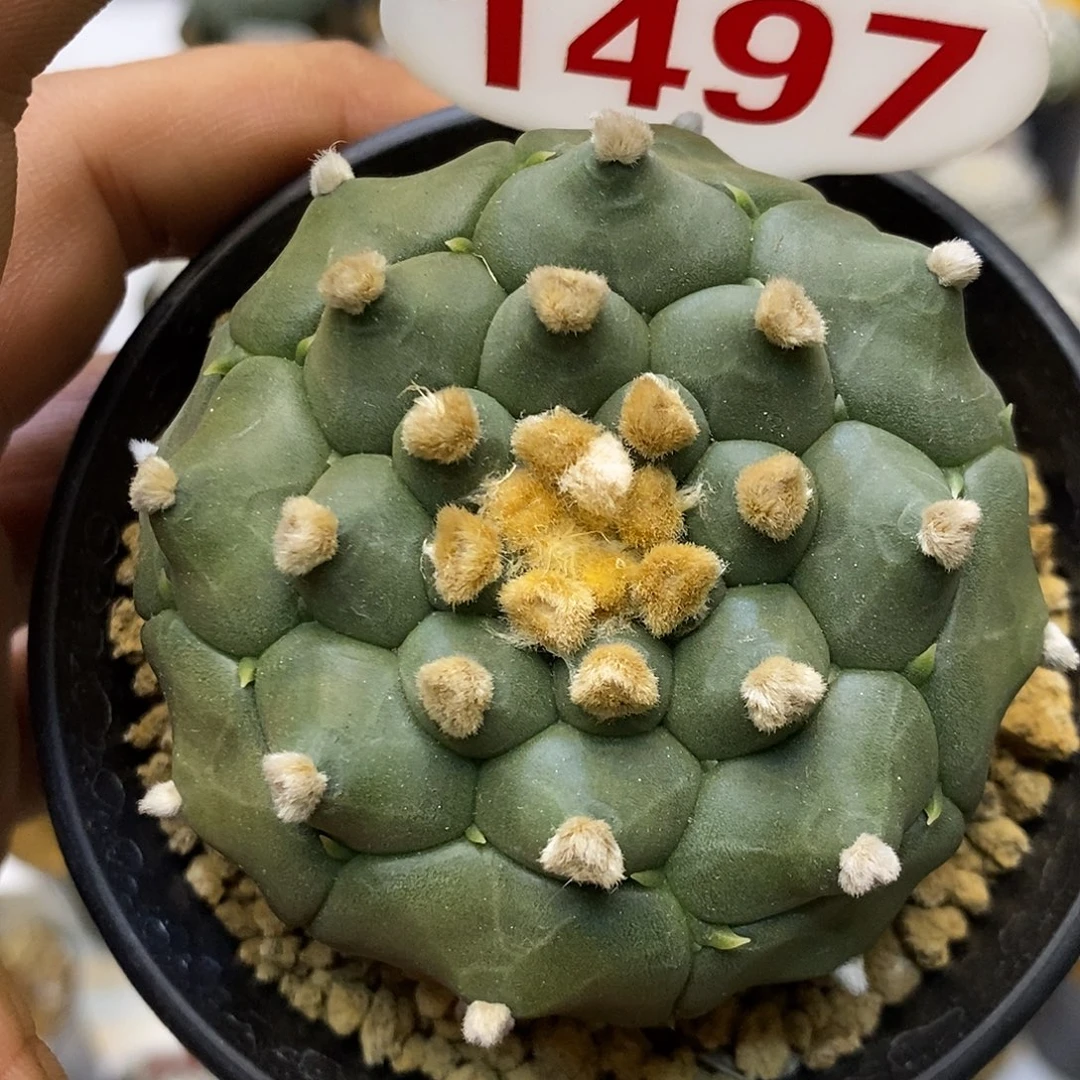 1497福利特价啦超特价啦