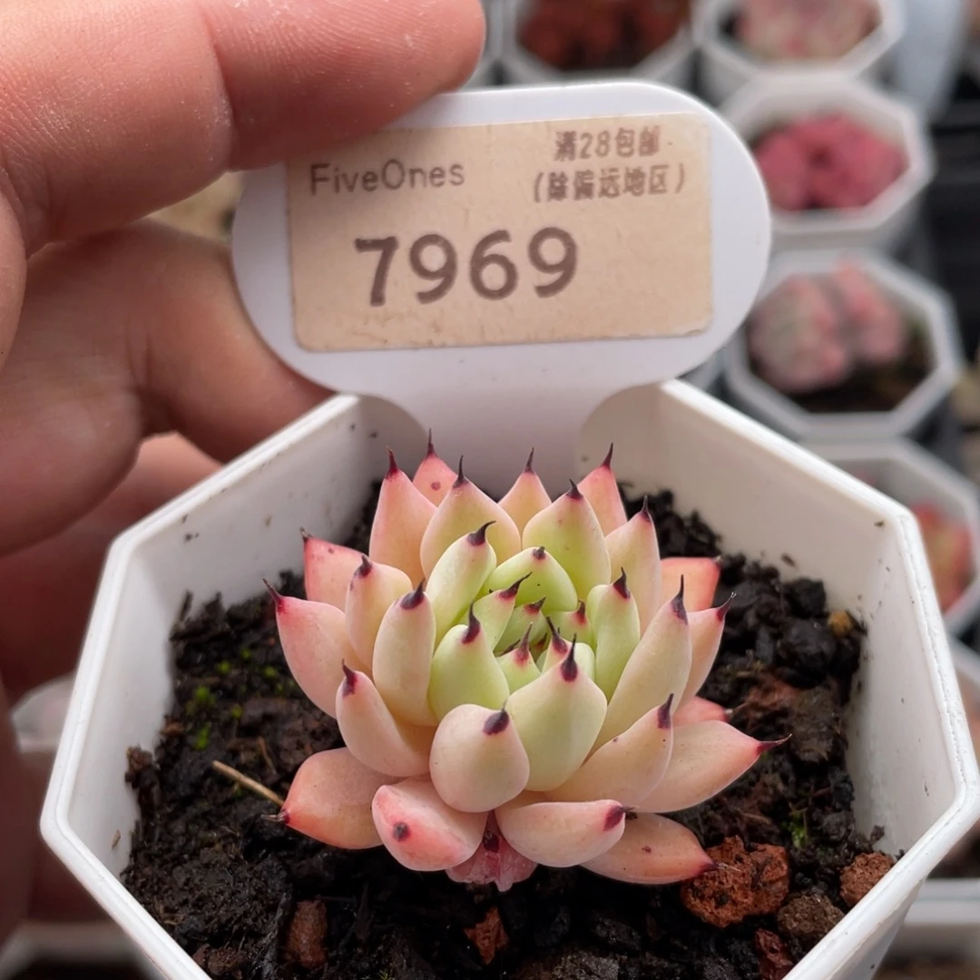 绿爪7969-4.0厘米