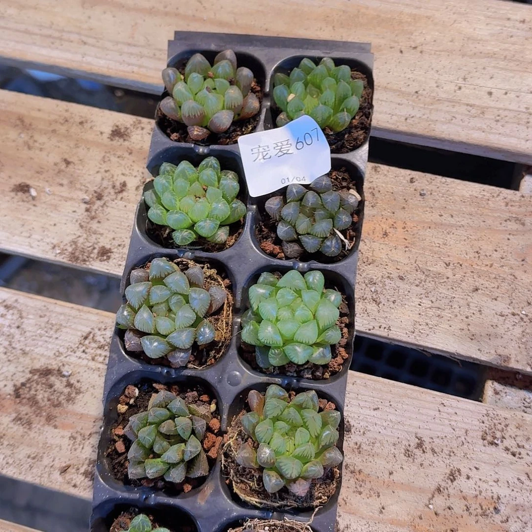 直播福利一物一拍607