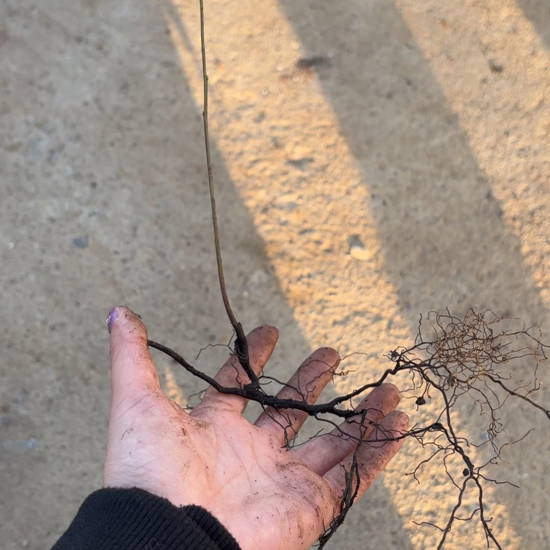 ℳ***࿐哈哈哈哈哈哈哈初梦