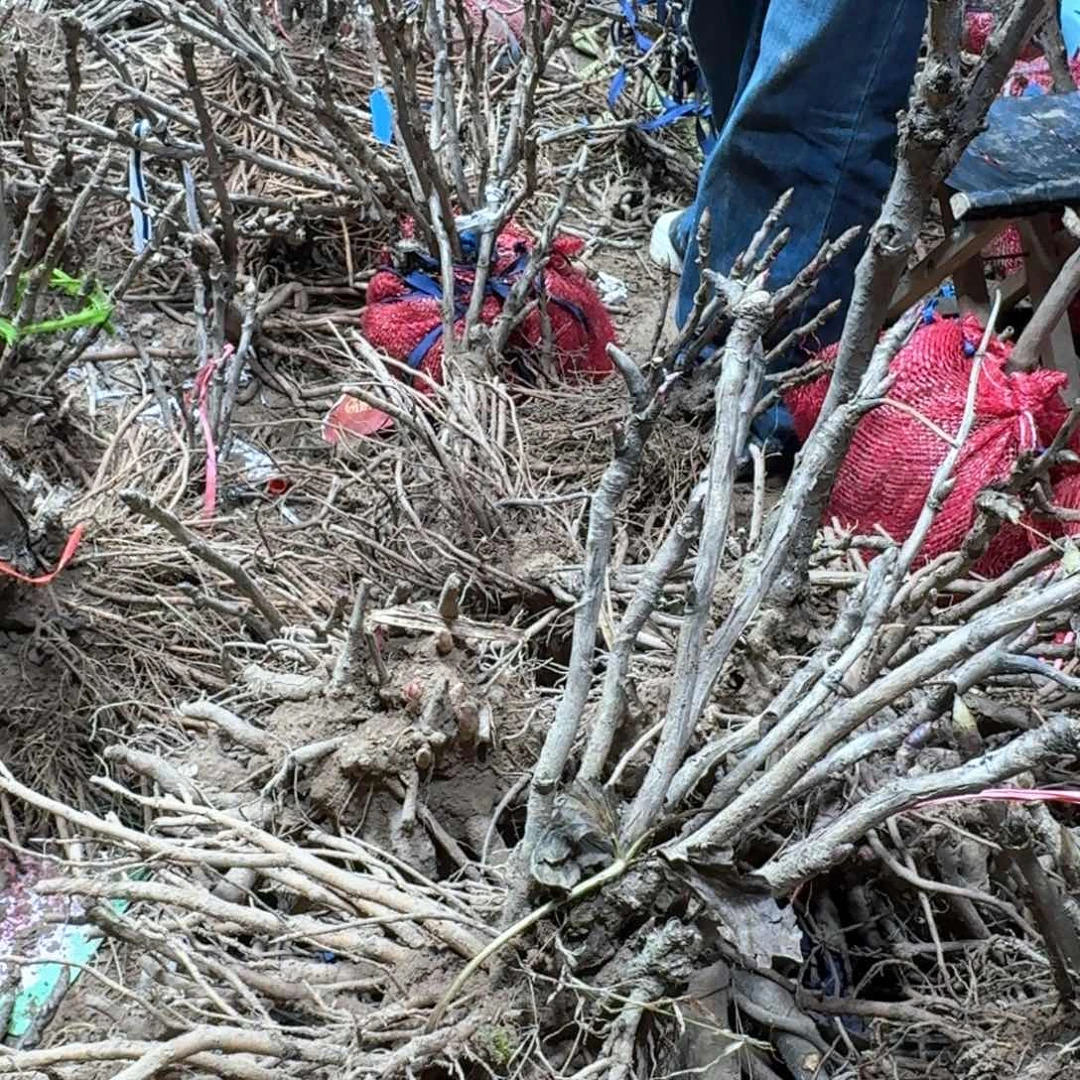 完全开放111111点了吗