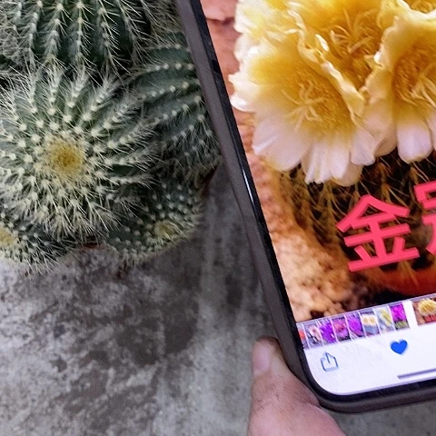 金冠仙人球，3578999