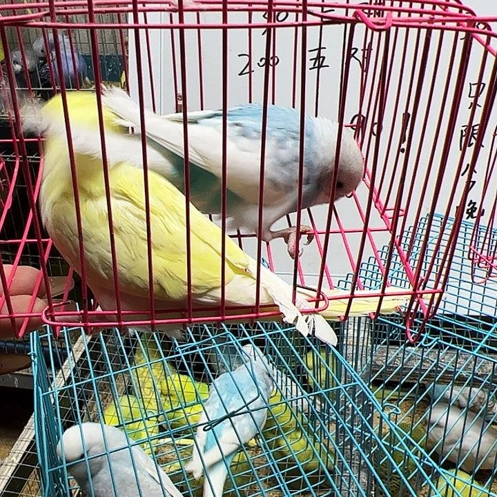 东***方虎皮鹦鹉大头鹦鹉
