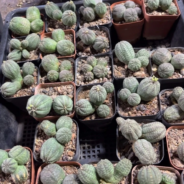 群生布纹球好养皮实