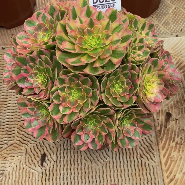 【闪购商品】王*～620雨荷多肉