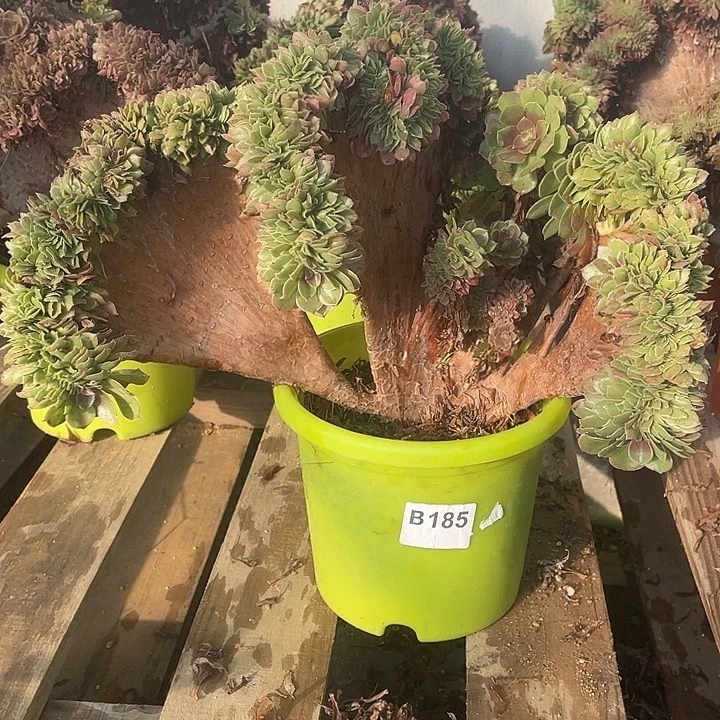 B185万圣节缀化30-1脱土包邮