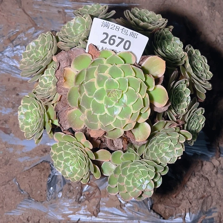 270夜宴粉花妖多肉植物