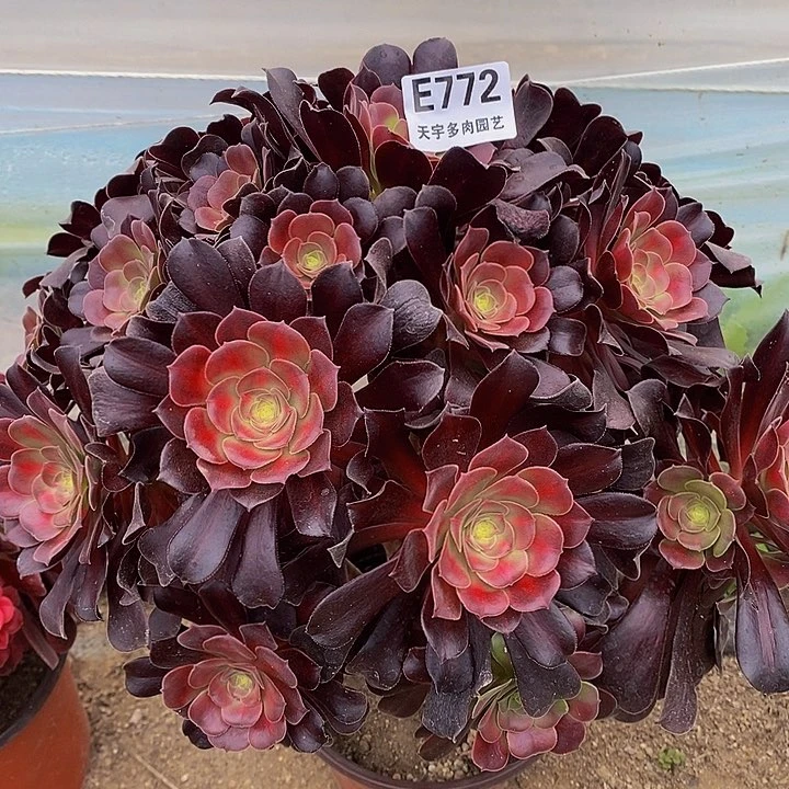 多肉花那772多肉