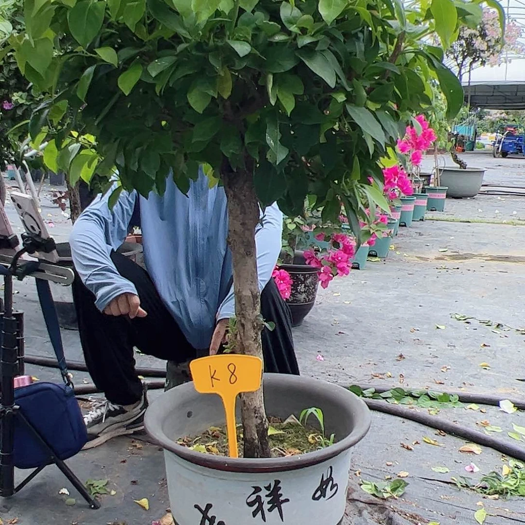 天***云完全开放K8金夫人嫁接