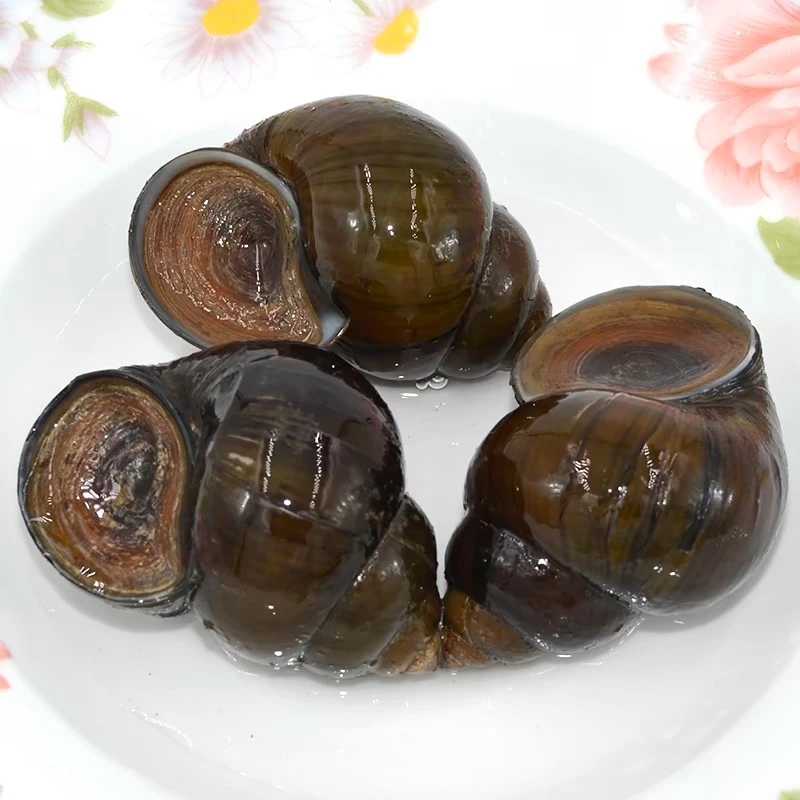 新鲜特大号田螺活体 清水养殖