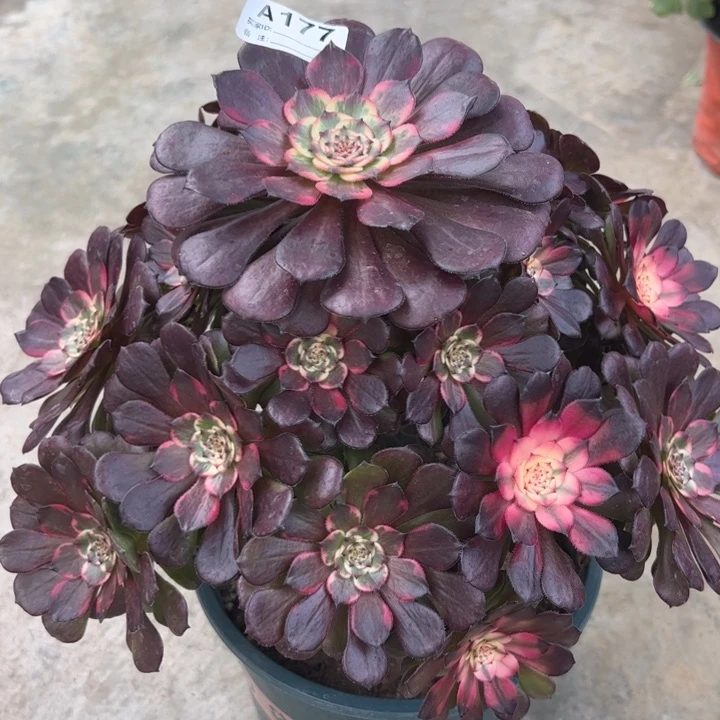 177烟花30厘米左右多肉