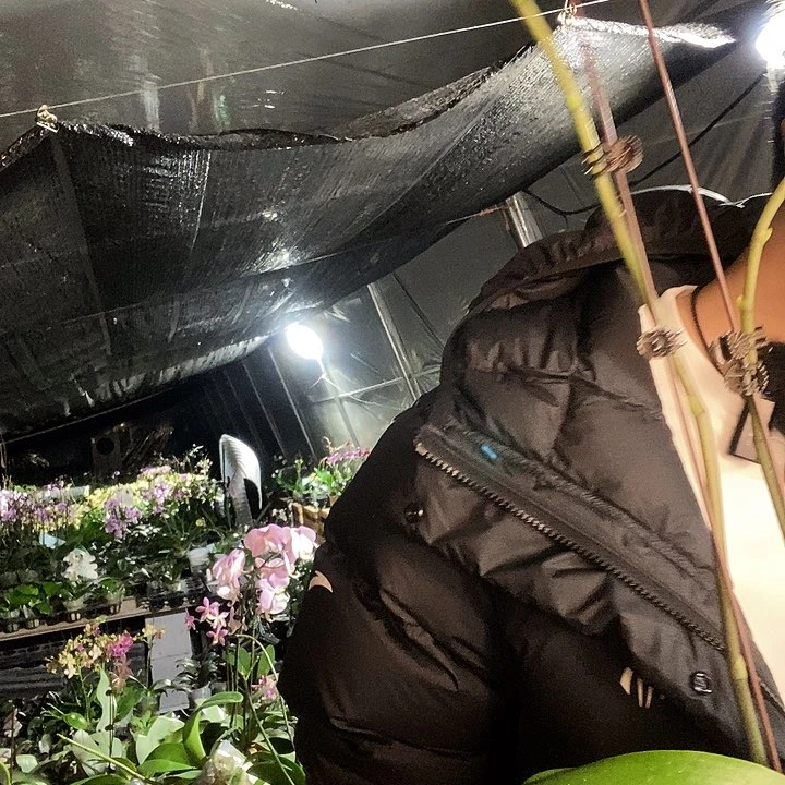 无花朵鲑鱼蝴蝶兰