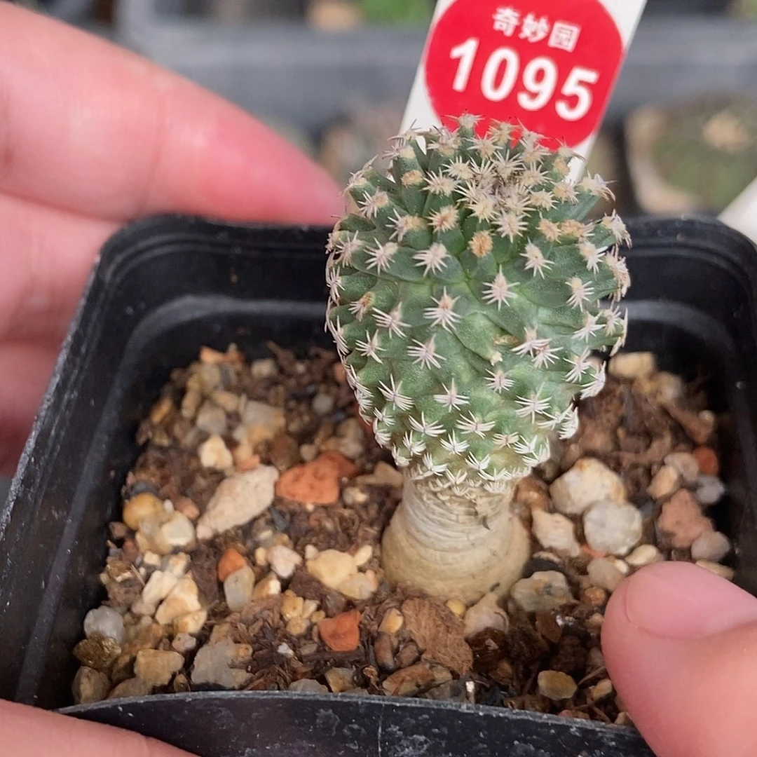 实生海胆娇丽2.4cm