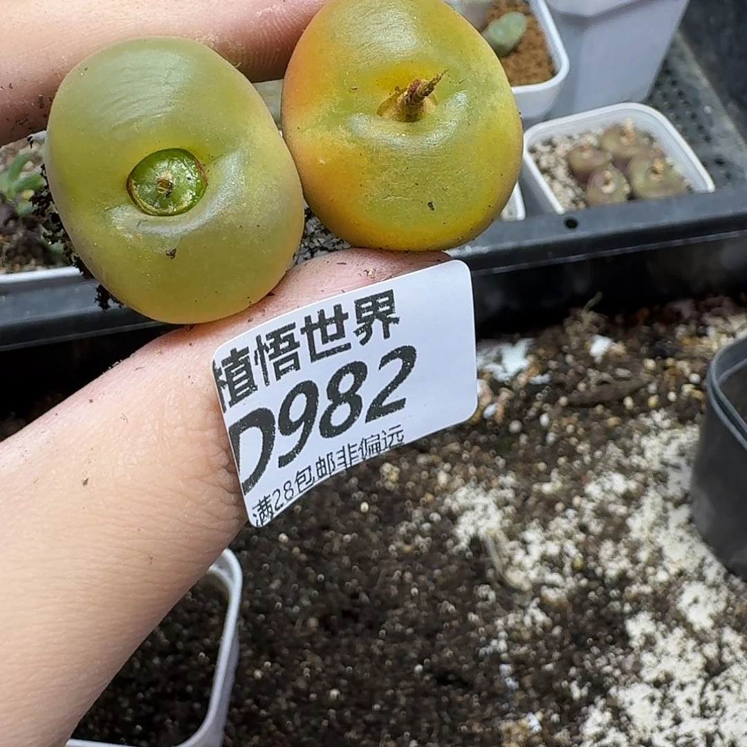 多肉植物的润泽ghb