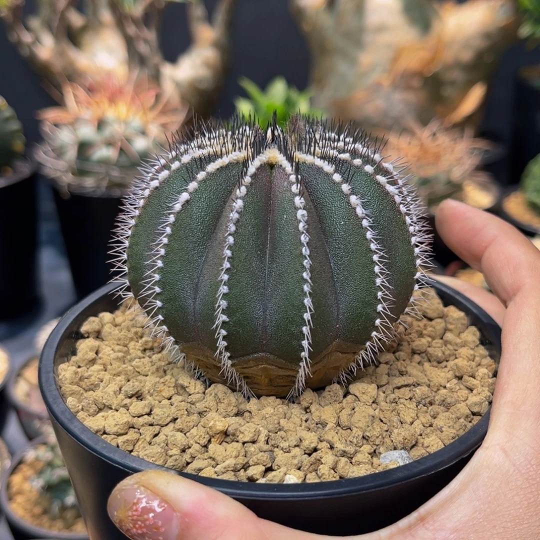 尤伯Zzzzzzzzzzzzzzz