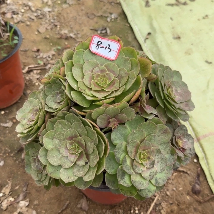 8-13万圣节处理不包售后