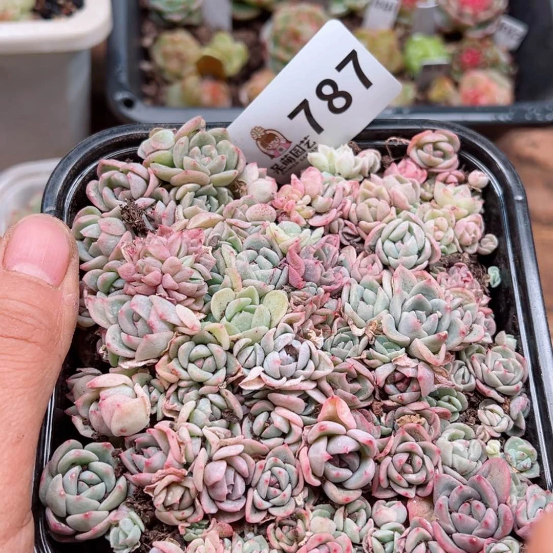 多肉植物多肉植物