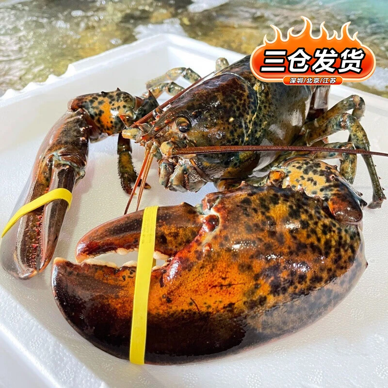 【冰鲜波龙6.5-7斤】冰鲜波士顿龙虾  冰鲜冷冻 虾类海鲜水产年货