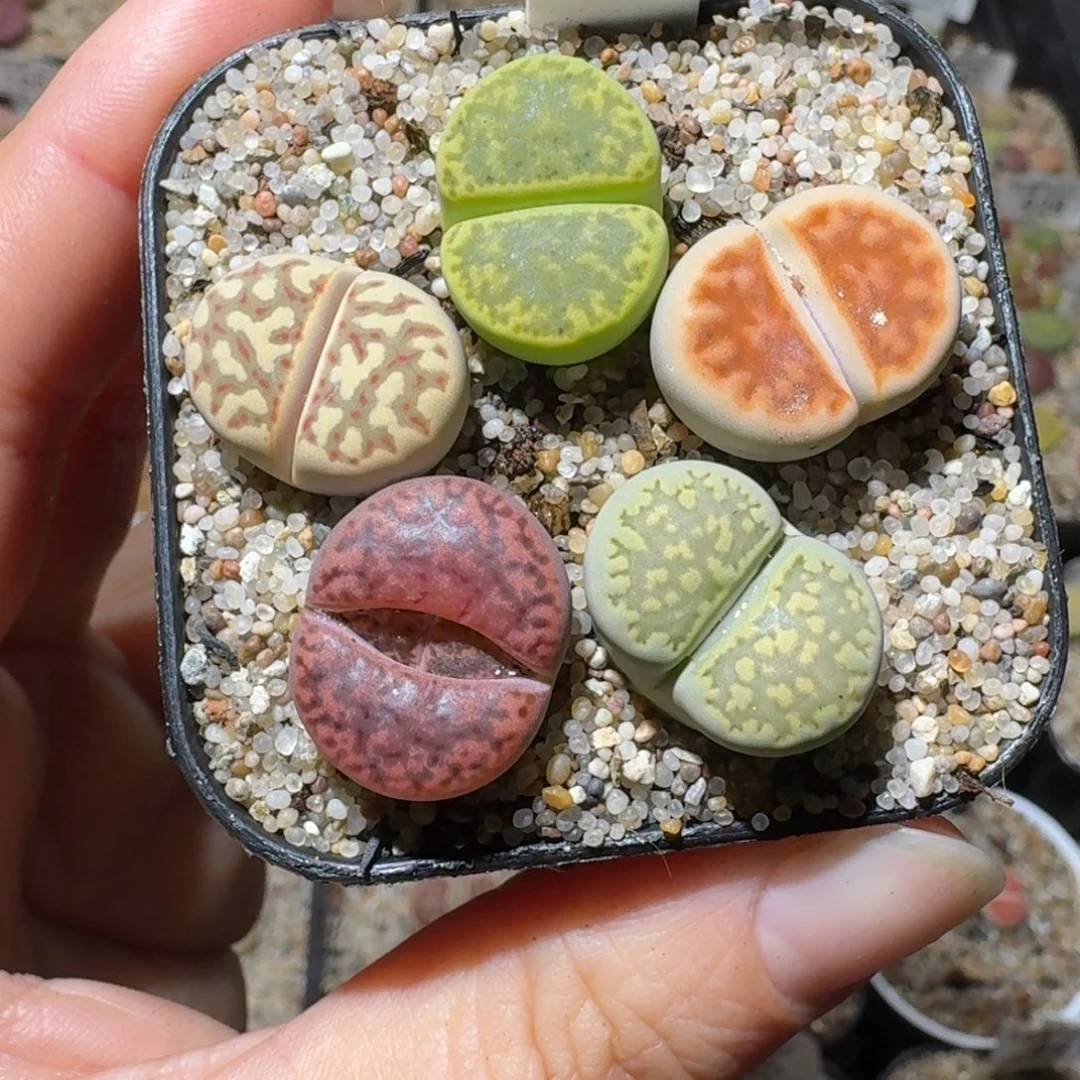 高品质生石花清清1116