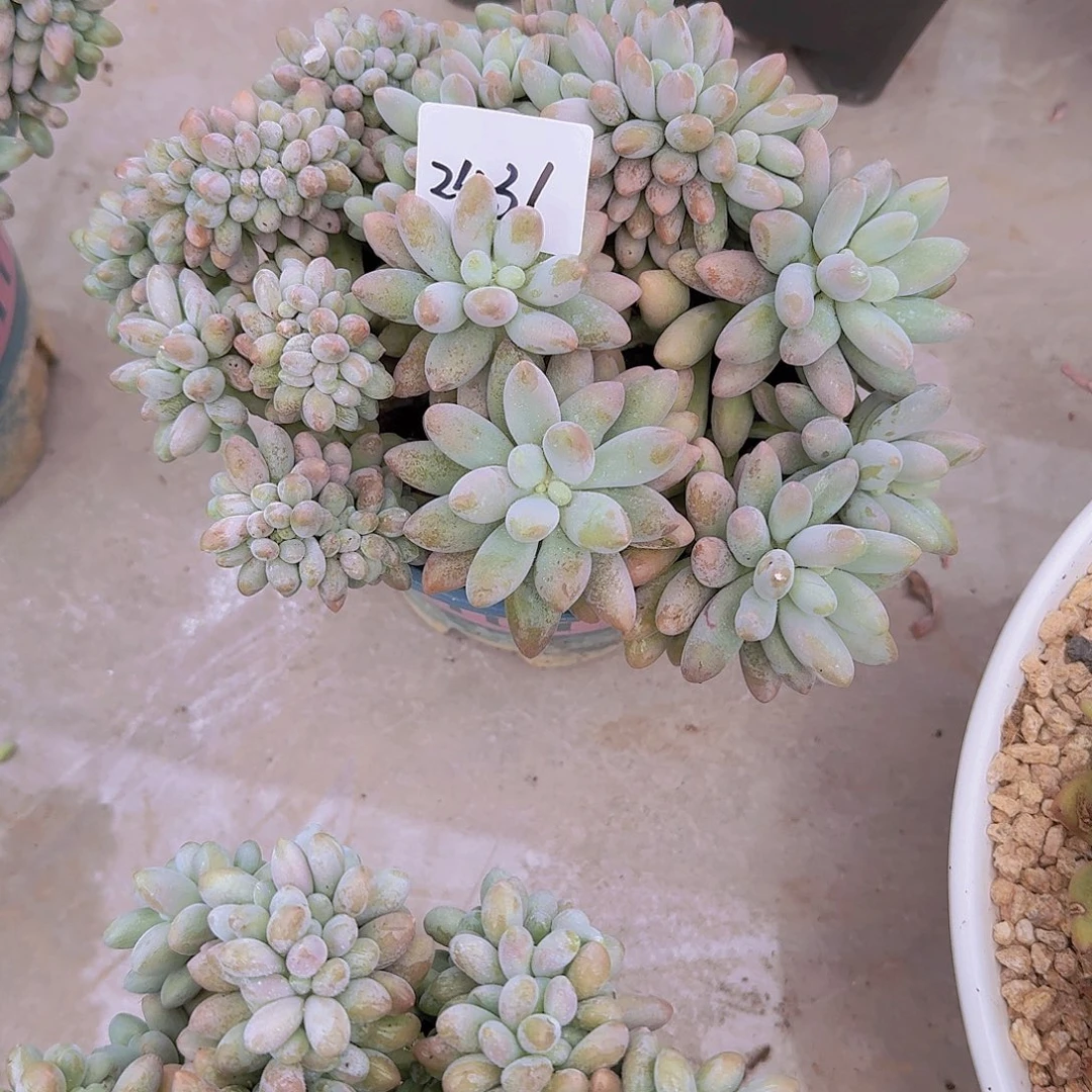 来***张2436粉恋缀多肉植物