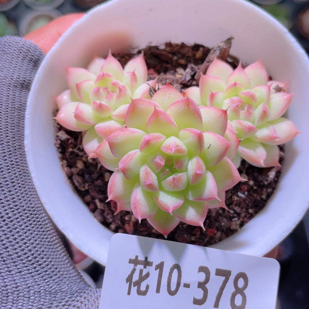 花利美10-378海王