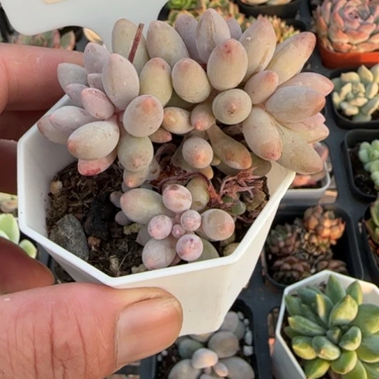 678手指奶一物一拍多肉