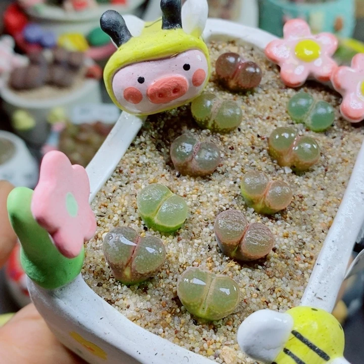 生石花花花花花花花花488