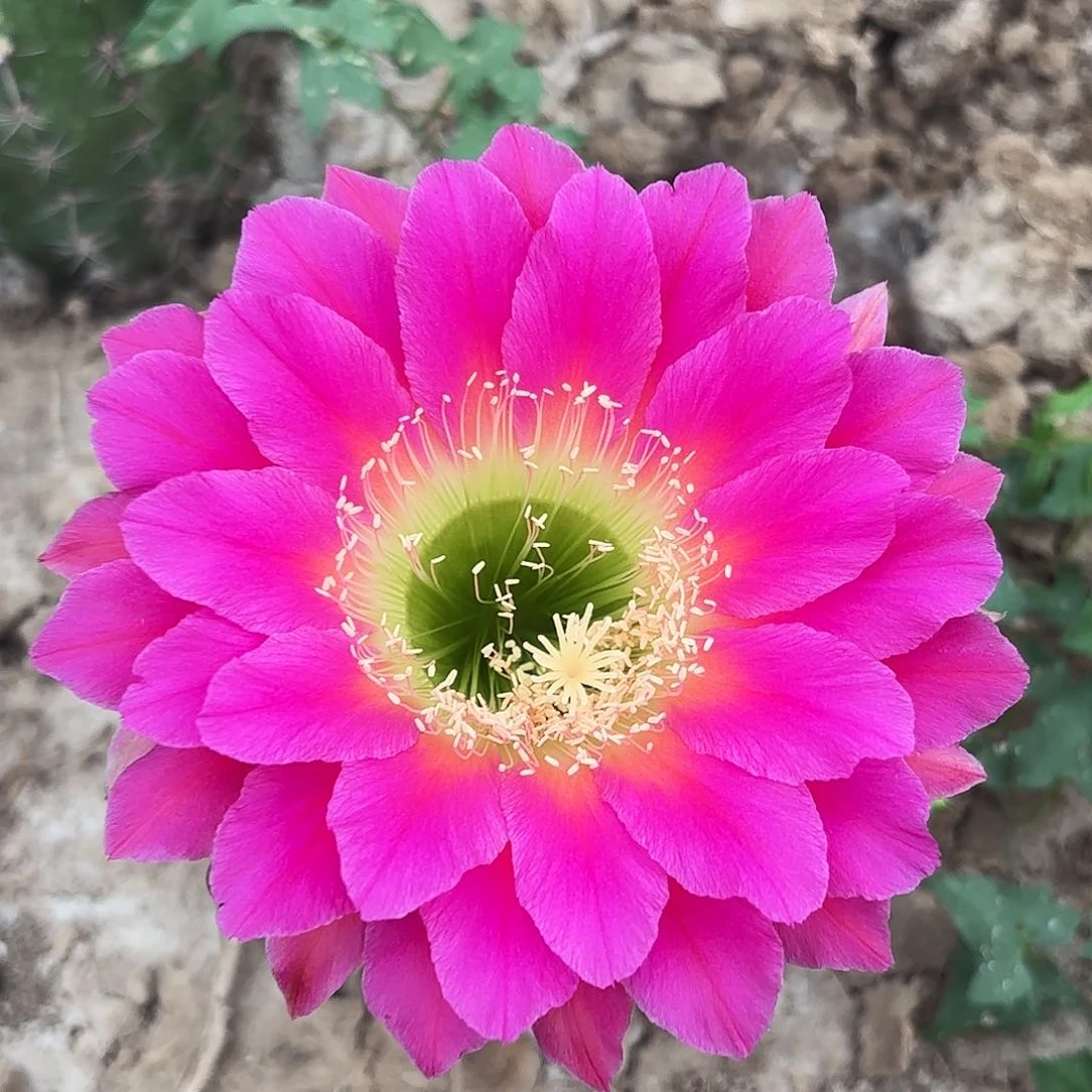 带根3-274毛花20包邮