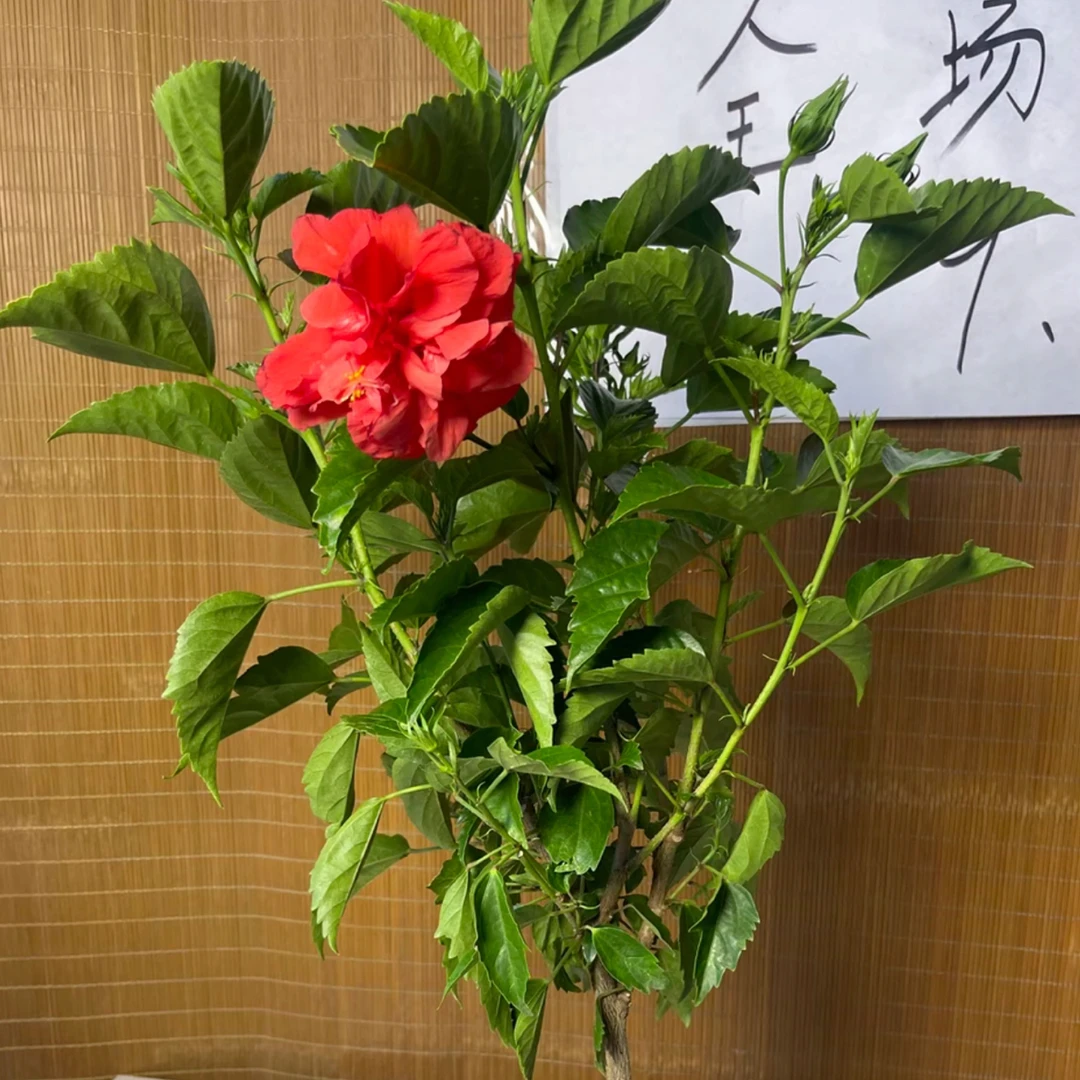四季易活的重瓣扶桑花盆栽朱槿木槿花大苗花卉