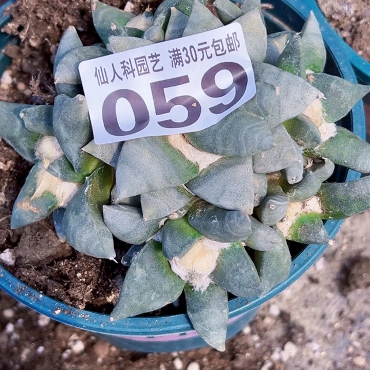 无花朵福利自根青瓷059