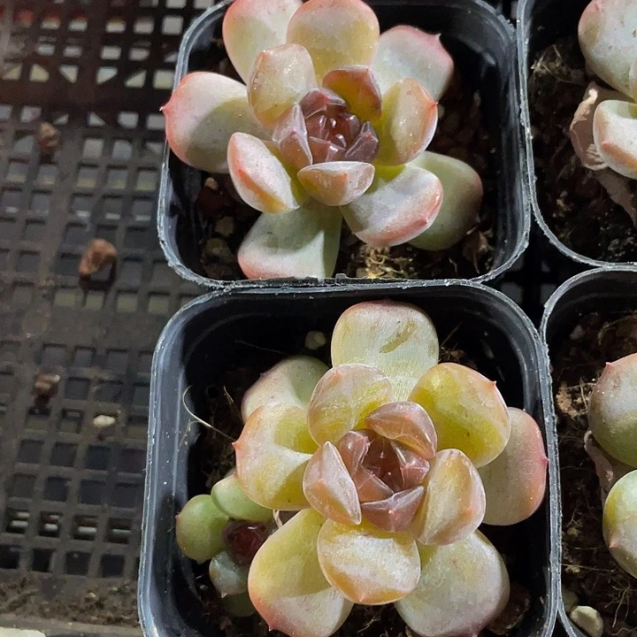 红恋2.8带盆土发货