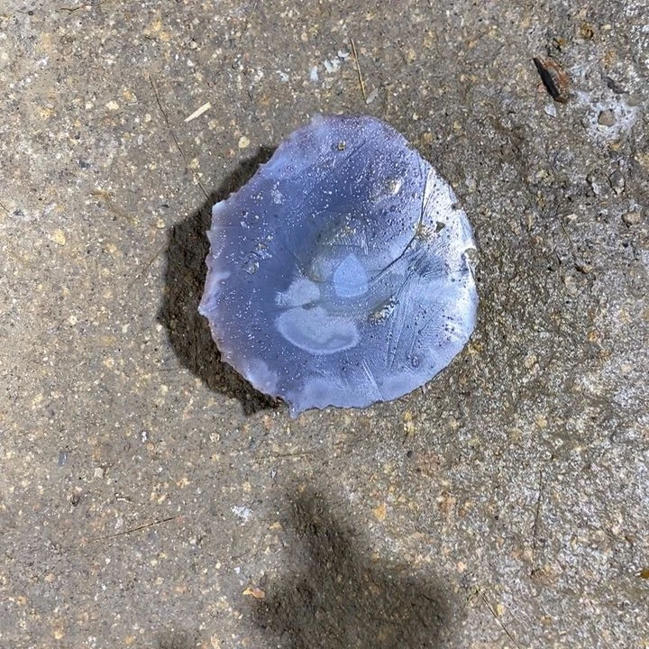 定制玛瑙今**雨定制玛瑙手镯