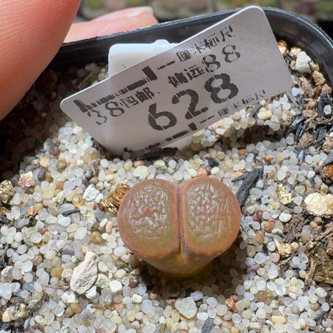 Sss精品清仓价628