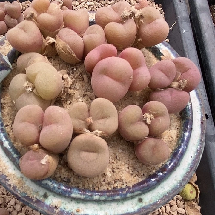 19563三头空卡佛母本一颗