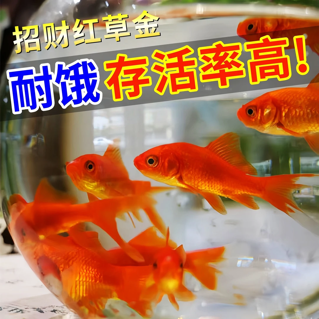 鸿运招财红金鱼招财锦鲤鱼苗观赏鱼好养活鱼耐活鲤鱼冷水淡水批发