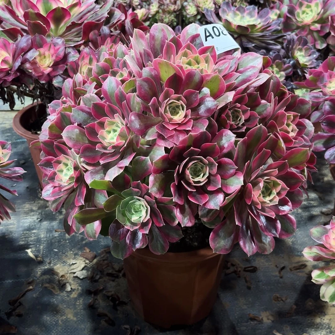 多肉植物粉女妖088多肉