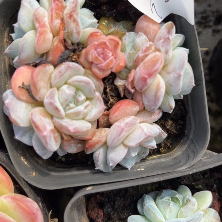 闪欧386呀呀呀呀呀呀呀呀雨速速去