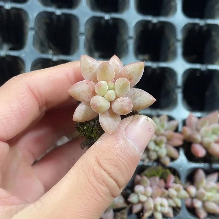 金鱼姬多肉满9.9包邮