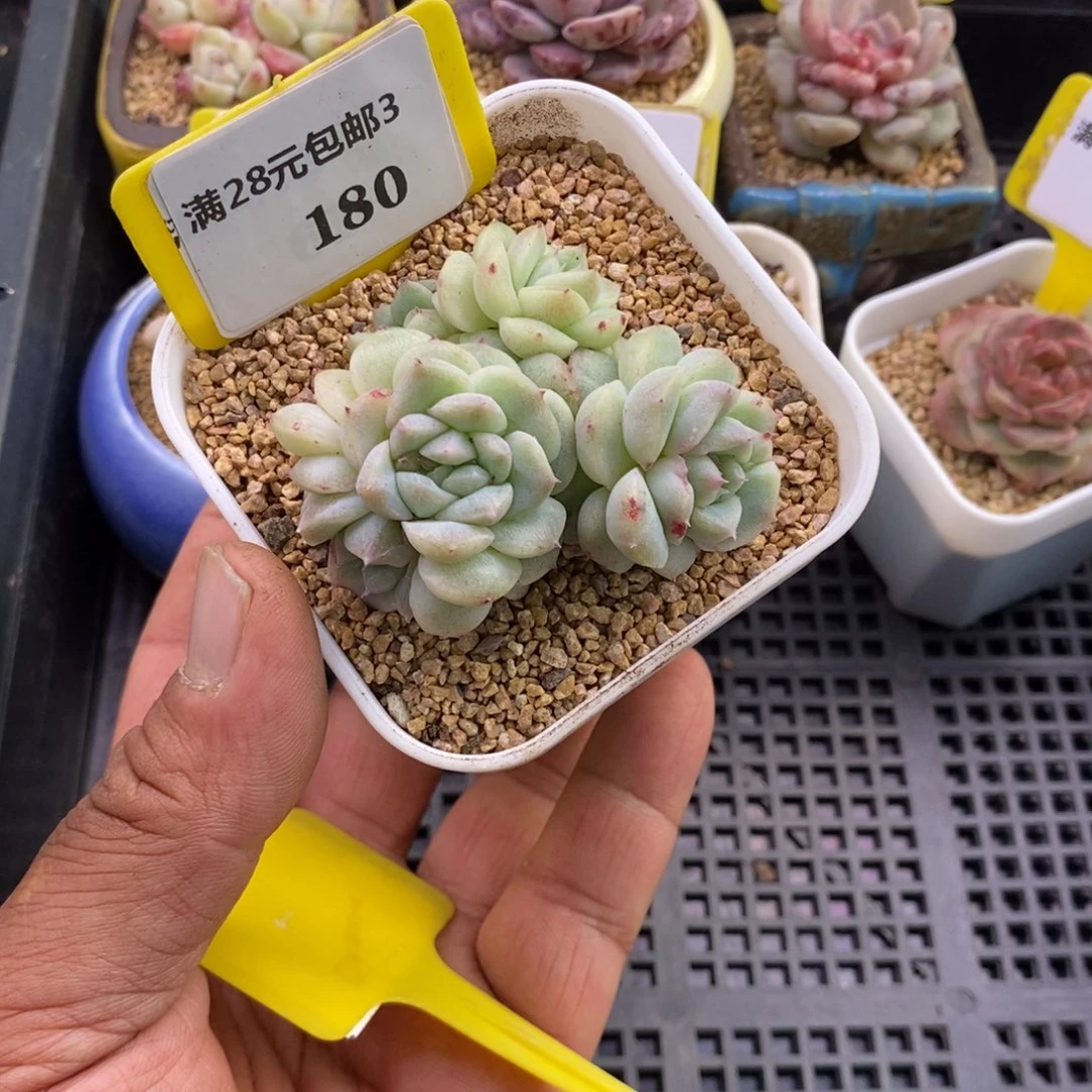 3180粉钻石化缀多肉植物