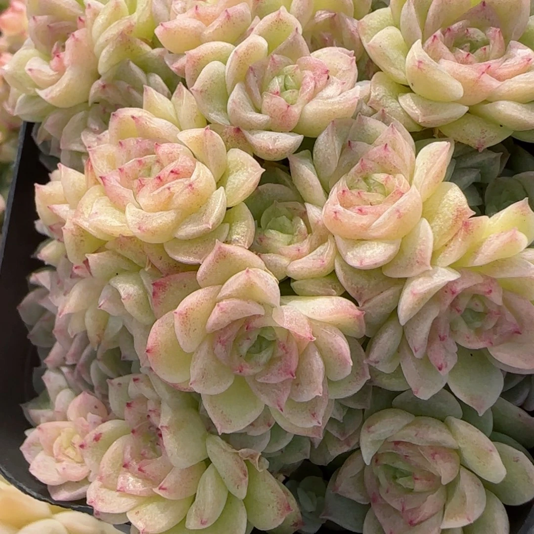 花语逸镜0206-712散