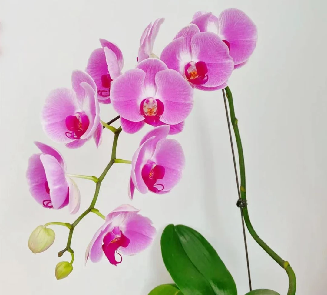 蝴蝶兰【仙桃】双花剑 大花型 花色鲜艳 优质苗情 广州直发