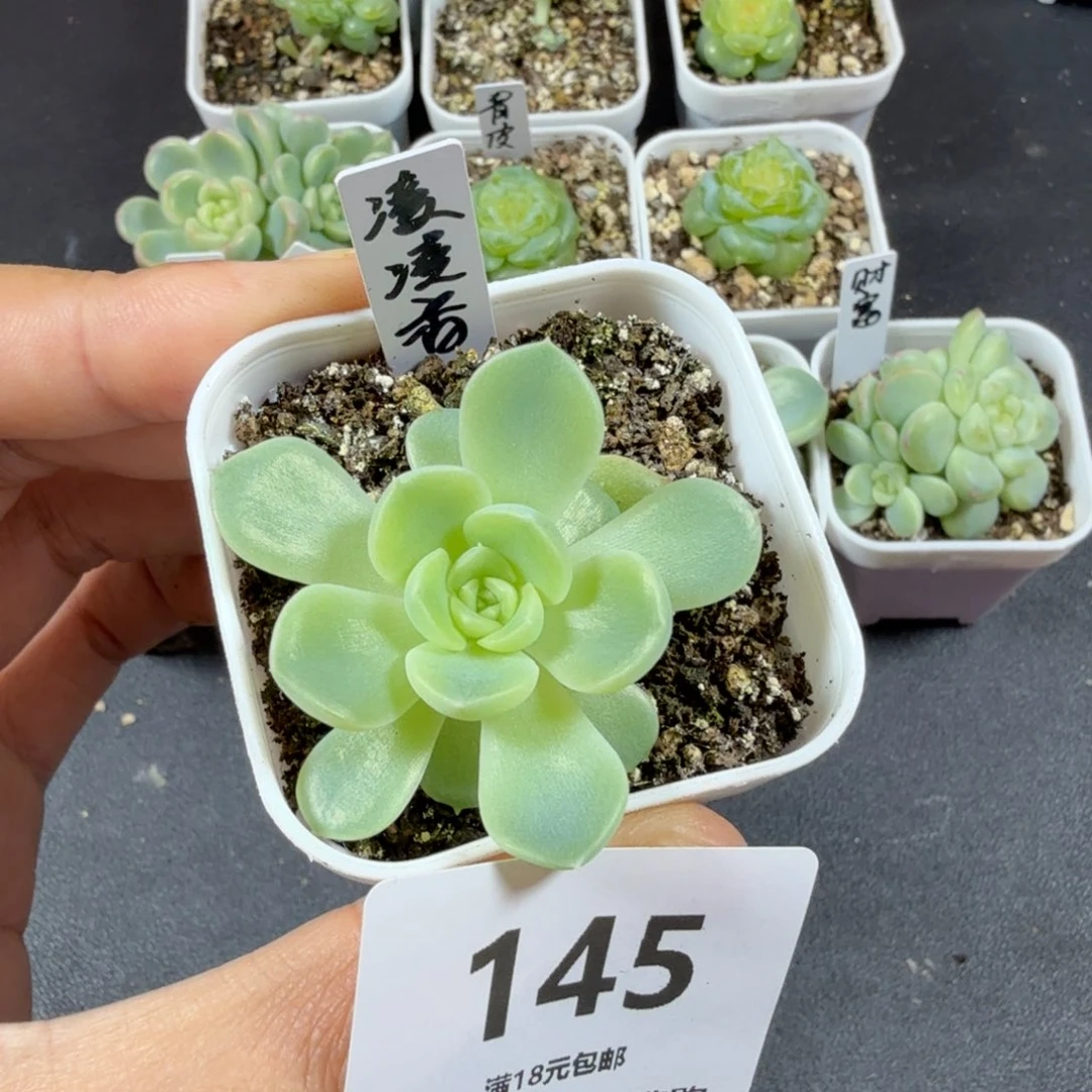 凌凌香单头一物一拍145