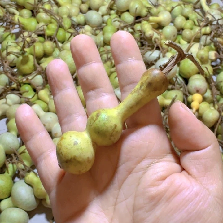 厚***物青皮葫芦不保成不退不换
