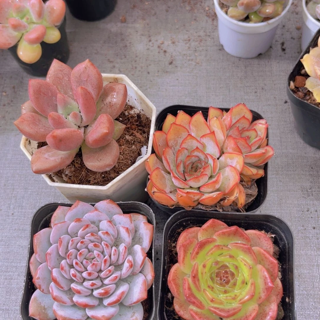 桃花源 菲娜娜。星星橙。粉恋