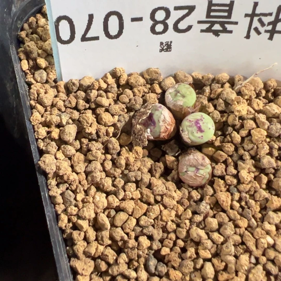 28-70肉锥多肉植物，